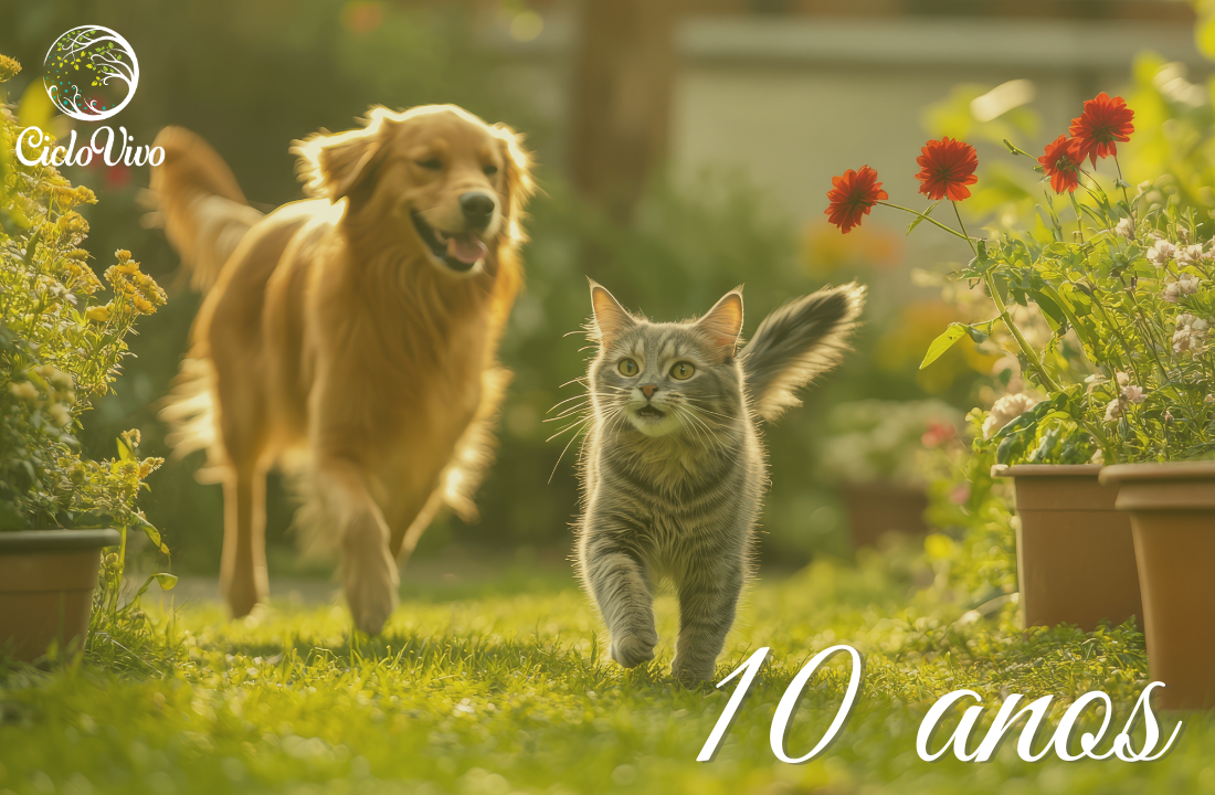 Ciclo Vivo – 10 anos ao lado de quem ama de verdade.